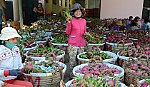 Cần hướng đi mới trong sản xuất, xuất khẩu trái cây