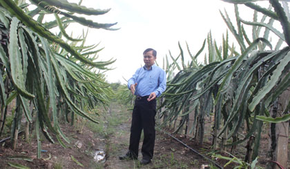 Hơn 1 công đất trồng thanh long của anh Nguyễn Hữu Phúc bước đầu  mang lại hiệu quả cao.