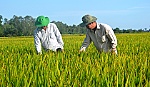 Huyện Cái Bè phấn khởi vụ lúa đông xuân