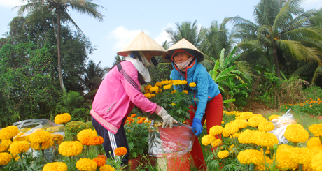 Gói hoa vạn thọ để bán cho thương lái.