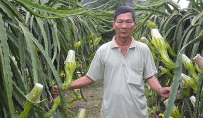 Nông dân vẫn cứ loay hoay chuyển đổi cây trồng.
