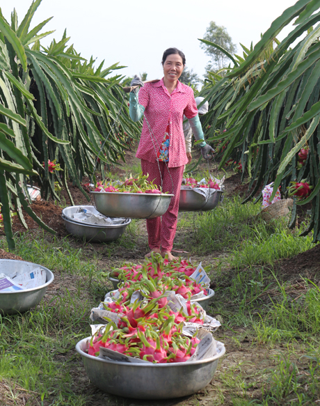 Thu hoạch Thanh Long.
