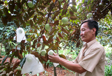 Nông dân Lê Văn Mong, ấp Mỹ Hòa, xã Mỹ Long bao trái vú sữa để nâng chất lượng, giá trị trái vú sữa khi thu hoạch.