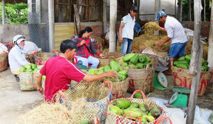 Đầu ra khá ổn định, trái mãng cầu Xiêm dần khẳng định hiệu quả kinh tế trên vùng đất cù lao.