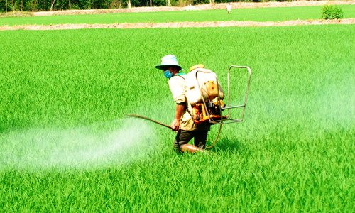 Nông dân huyện Cái Bè phun thuốc trừ rầy nâu hại lúa.