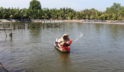 Người nuôi tôm thẻ chân trắng “lao đao” vì giá.