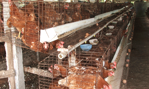 Chăn nuôi sụt giảm là một trong những tác nhân ảnh hưởng đến tốc độ tăng trưởng kinh tế  của tỉnh trong 6 tháng đầu năm 2018.