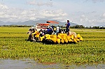 Lũ 2018 làm mất trắng khoảng 2.000ha lúa ở ĐBSCL