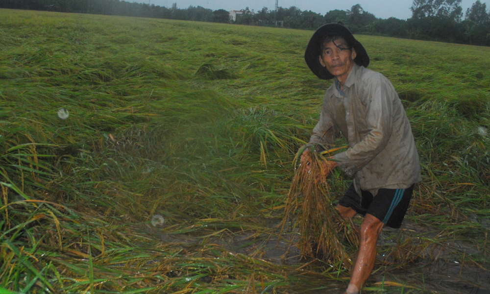 Nông dân xã Tăng Hòa (huyện Gò Công Đông) buồn khi lúa sắp thu hoạch nhưng bị ngã đổ.