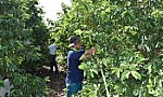 Tái cơ cấu ngành Nông nghiệp: Cần cộng đồng trách nhiệm