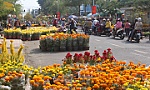 Đáp ứng nhu cầu thưởng lãm và kinh doanh hoa kiểng của nhân dân