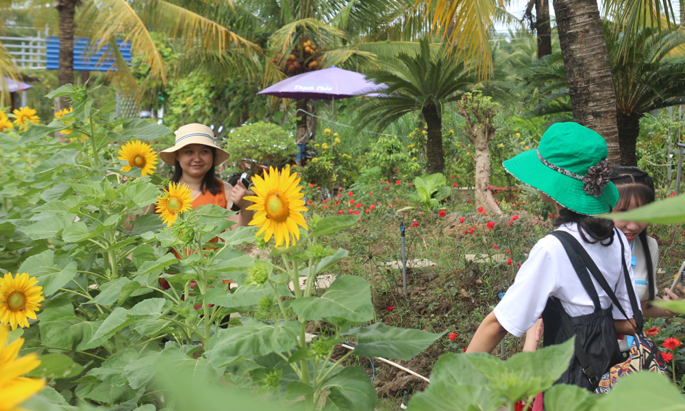 Còn tại vườn hoa Thạch Thảo (xã Phước Thạnh, TP. Mỹ Tho), năm nay, nhà vườn đã đầu tư thêm nhiều hạng mục như: Hồ cá koi, hồ đá, khu vui chơi cho trẻ em… để phục vụ nhu cầu đa dạng của du khách. 