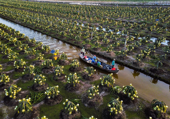 Y tế, Nông nghiệp và Phát triển nông thôn là 2 trong số 5 ngành hoàn thành chỉ tiêu năm 2018 trước 1 tháng, được UBND tỉnh thưởng nóng. Ảnh: Hạnh Nga