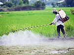 Loại bỏ thuốc trừ cỏ chứa hoạt chất gây ung thư Glyphosate