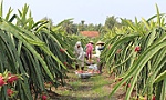 Nhiều xã phấn đấu 
