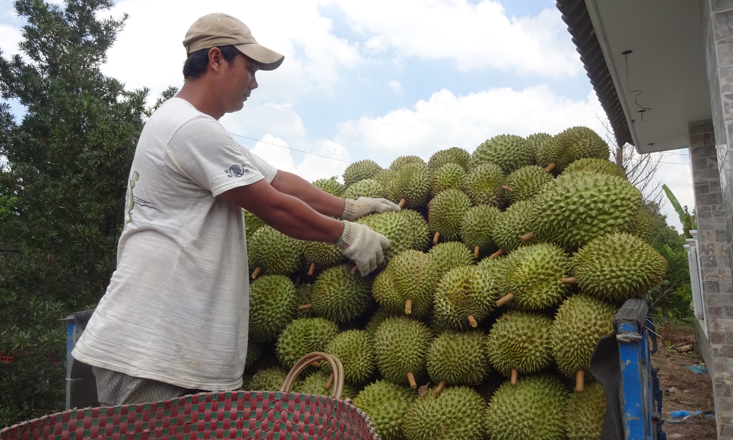 Xã Ngũ Hiệp chú trọng phát triển vùng chuyên canh cây ăn trái, với giống cây trồng chủ lực  có giá trị kinh tế cao là sầu riêng. 