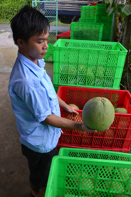Bưởi da xanh cũng mang lại nguồn thu lớn.