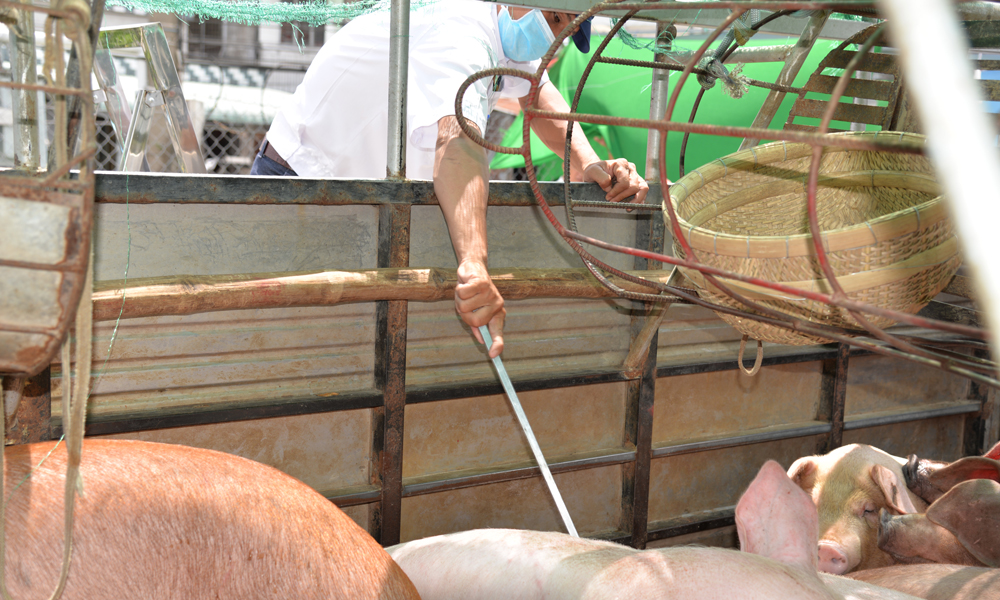 Kiểm tra nguồn heo trên xe.