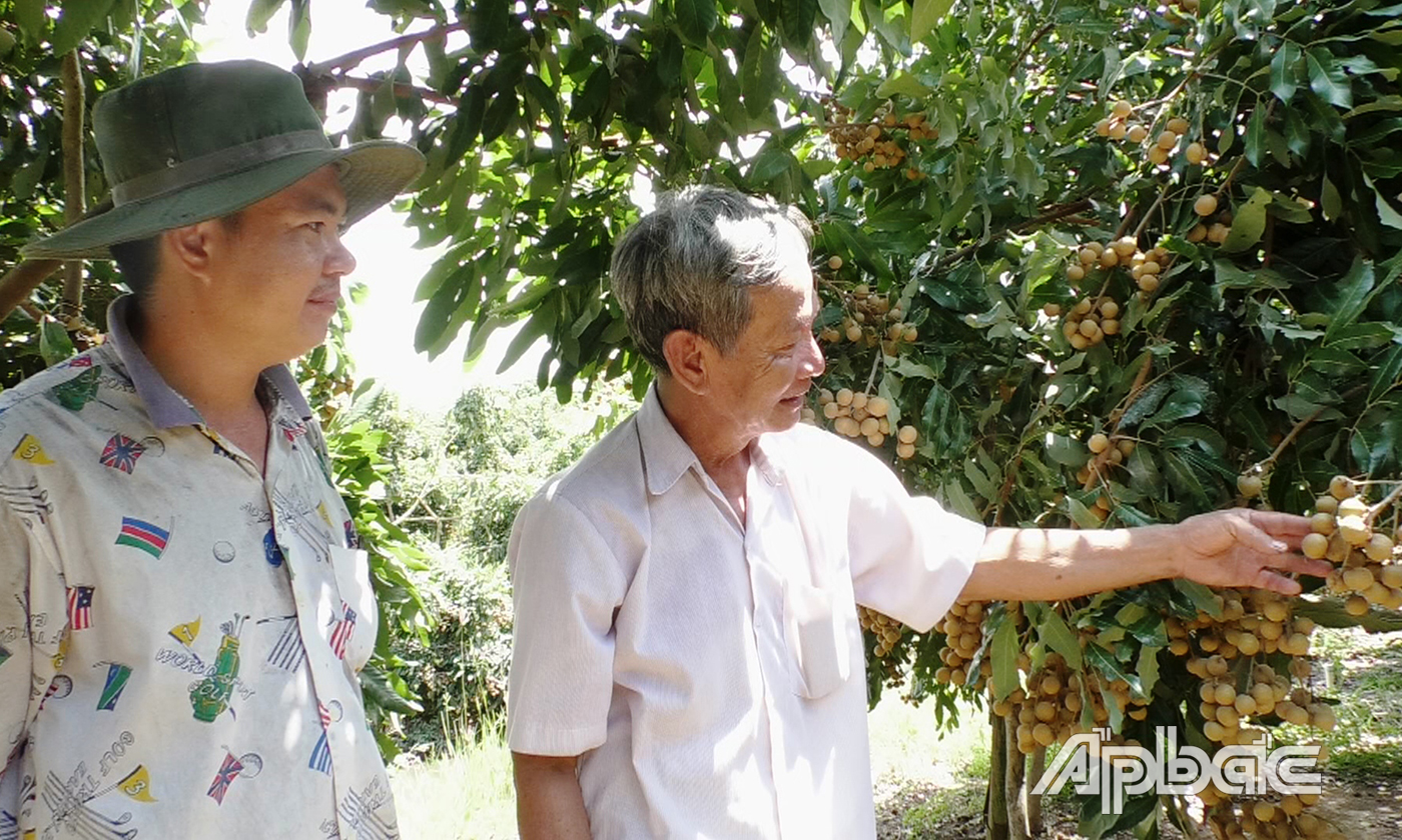 Trồng nhãn Ido theo mô hình VietGAP ở cù lao Tân Phong.