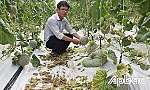 Trồng dưa lưới trong nhà: Hiệu quả bất ngời