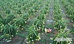 Tạo lực mới cho nông thôn