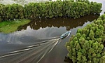 Phát động cuộc thi vẽ với chủ đề rừng ngập mặn bảo vệ cuộc sống