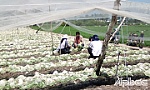 Nhiều hộ trồng cải bị thiệt hại sau khi phun thuốc 