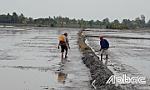 Nhiều nỗi lo vụ lúa đông xuân 2019 - 2020
