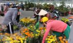 My Tho city to deploy the plan to organize the Canh Ty spring flower market 2020