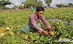 Rà soát, đánh giá chặt chẽ việc chuyển đổi cơ cấu cây trồng