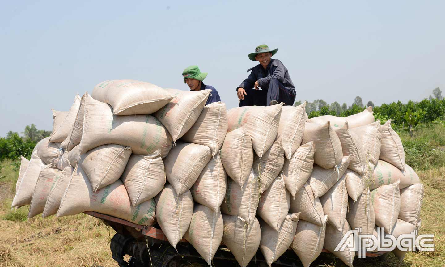 Nông dân trúng mùa vụ lúa đông xuân 2019 - 2020.                                                                                                                                                                                                                                                                                                    Ảnh: Nguyễn sự