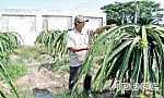 Làm giàu từ thanh long