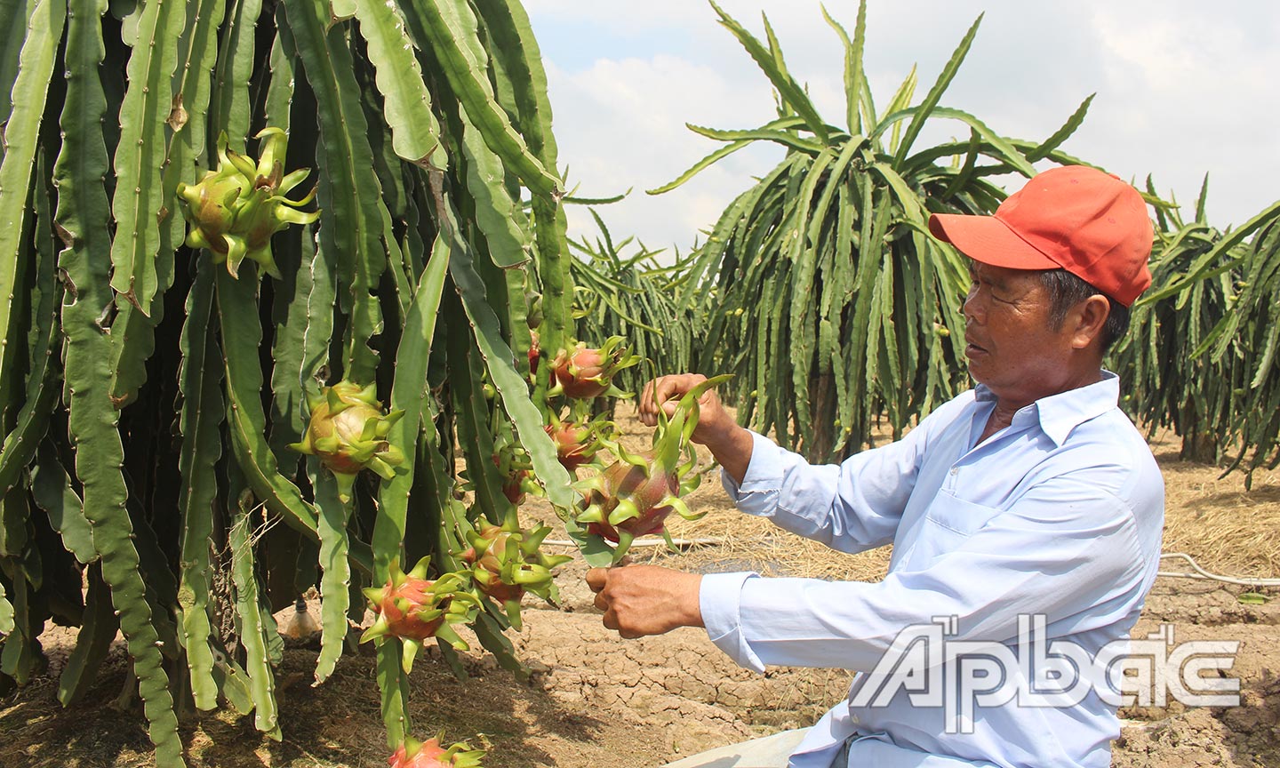 Nông dân xã Kiểng Phước (huyện Gò Công Đông) chuyển từ trồng lúa sang cây thanh long.