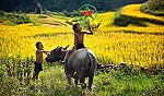 Việt Nam- Bạn, đối tác và hơn thế nữa..!