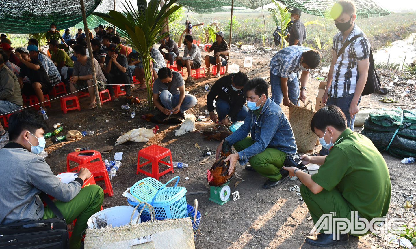 Lực lượng Công an phá tụ điểm đá gà ăn thua bằng tiền trên địa bàn xã Thạnh Tân, huyện Tân Phước.       	Ảnh: LÊ HOÀI