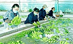 Trái cây Việt tự tin xuất ngoại