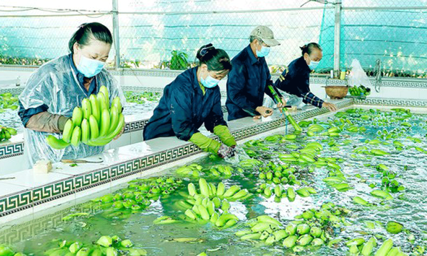 Sản xuất chuối công nghệ cao phục vụ xuất khẩu ở An Giang. Ảnh: HUỲNH LỢI