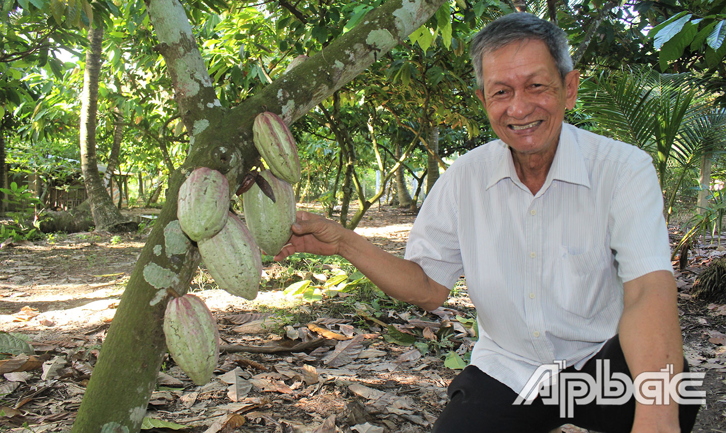 Ông Hồ Văn Lâu  bên cây ca cao sai trái.