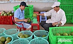 Tiền Giang: Nhà vườn thấp thỏm chờ tết