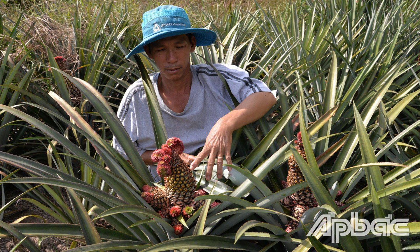 Vụ tết năm nay, ông Tình có hơn 500 cây khóm phụng cho trái phục vụ  thị trường.
