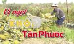 Vị ngọt khóm Tân Phước