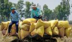 Bangladesh sẽ mua 50.000 tấn gạo từ Việt Nam
