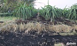 Điều tra vụ nghi hủy hoại tài sản tại vườn thanh long