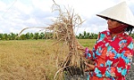 Nam bộ nắng nóng, miền Tây tăng hạn mặn cuối tuần