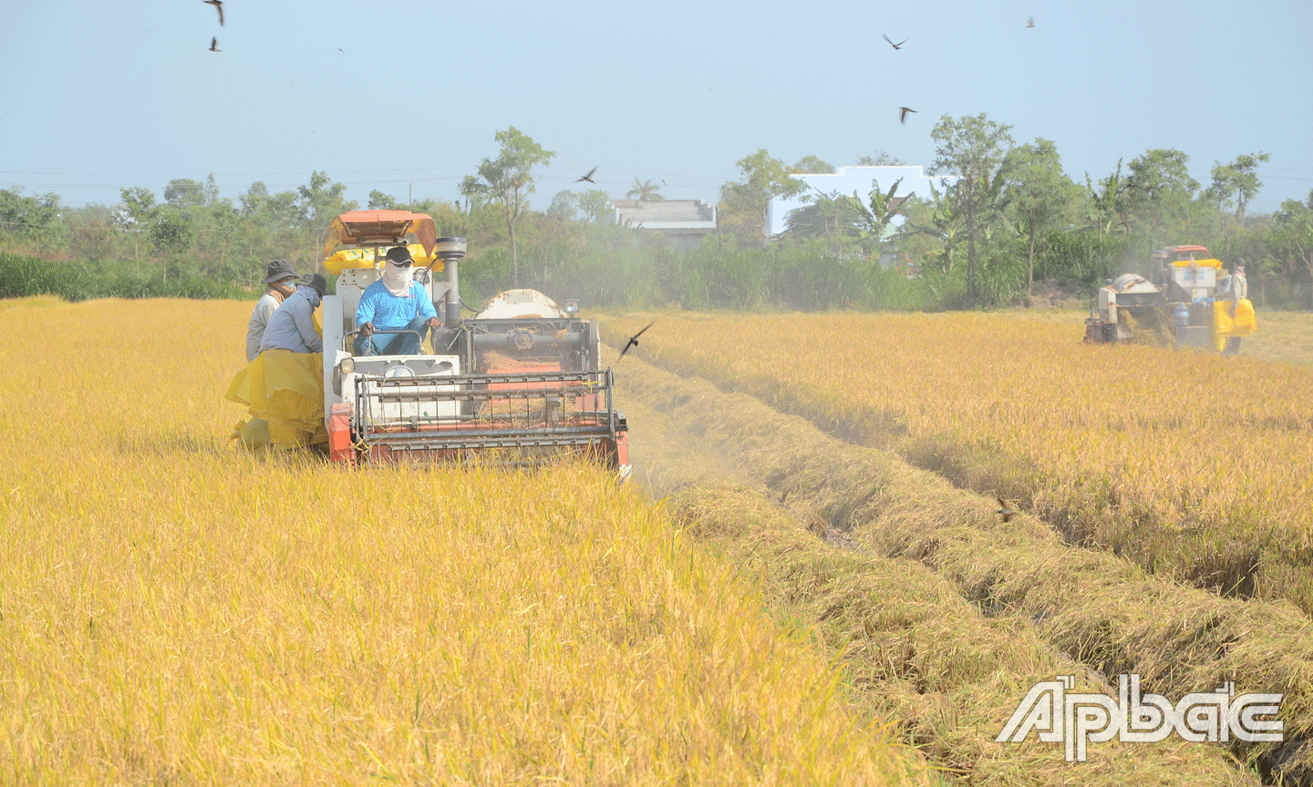 Nhờ cắt vụ lúa thu đông nên hoạt động sản xuất nông nghiệp, nước sinh hoạt của người dân các huyện, thị phía Đông trong mùa khô năm nay được đảm bảo.