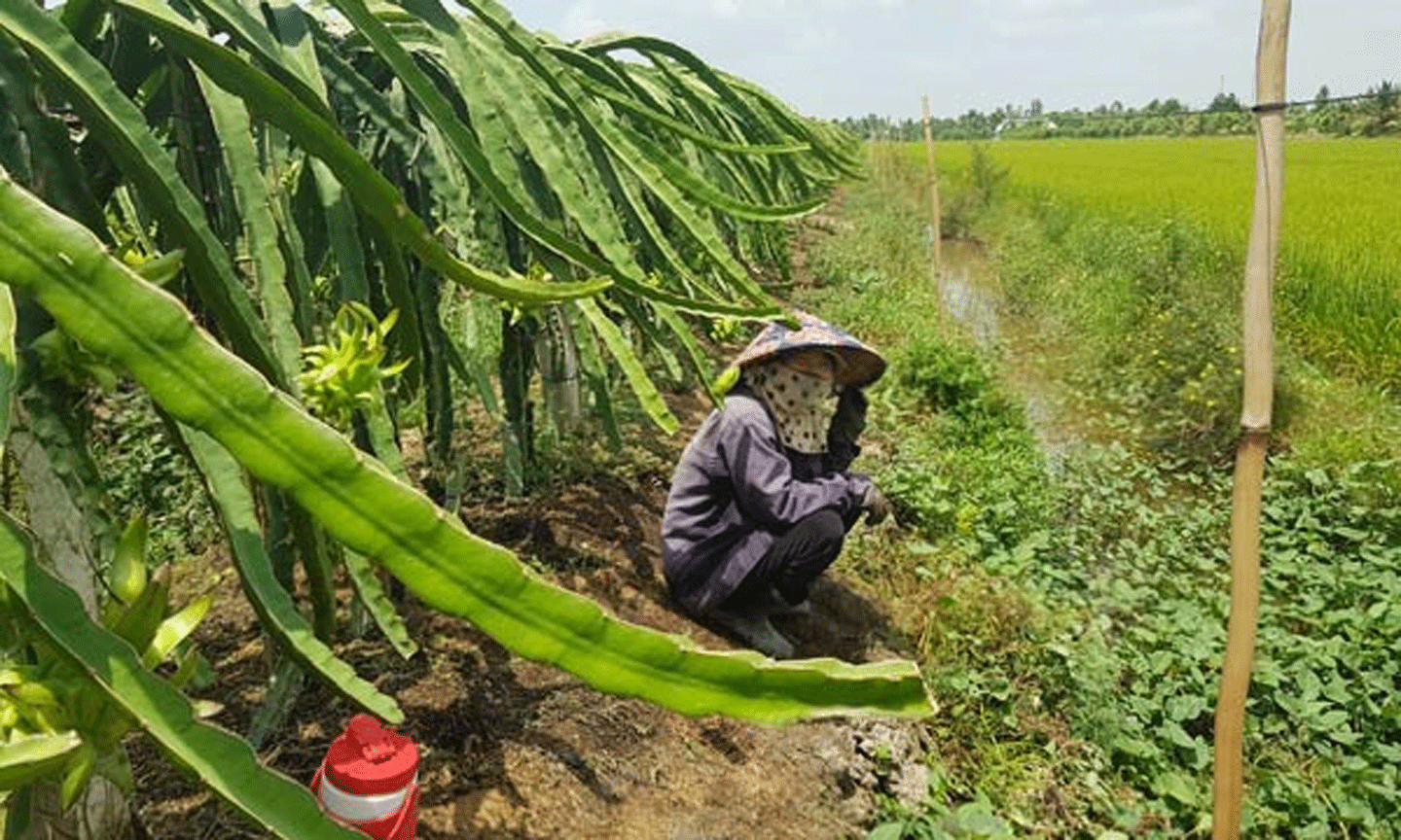 Chuyển đổi  vùng chuyên canh lúa sang trồng thanh long. (Ảnh: Văn Vĩnh)