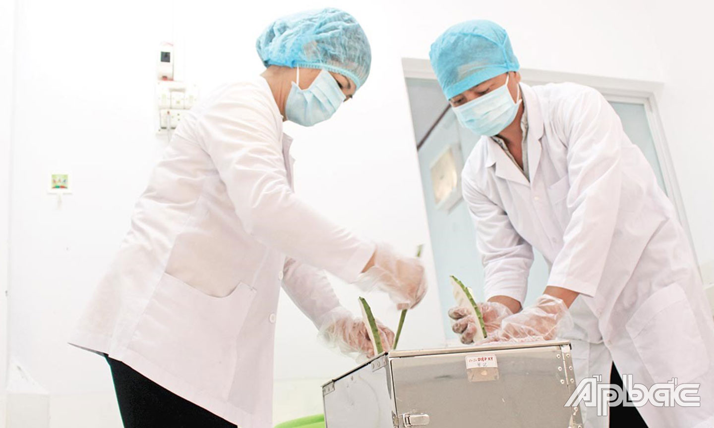 Sản xuất trà mãng cầu Xiêm ở Công ty TNHH TRAVIPHA  (huyện Tân Phú Đông).
