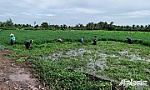 Huyện Châu Thành: Hỗ trợ hơn 10 tấn rau xanh cho người dân vùng phong tỏa