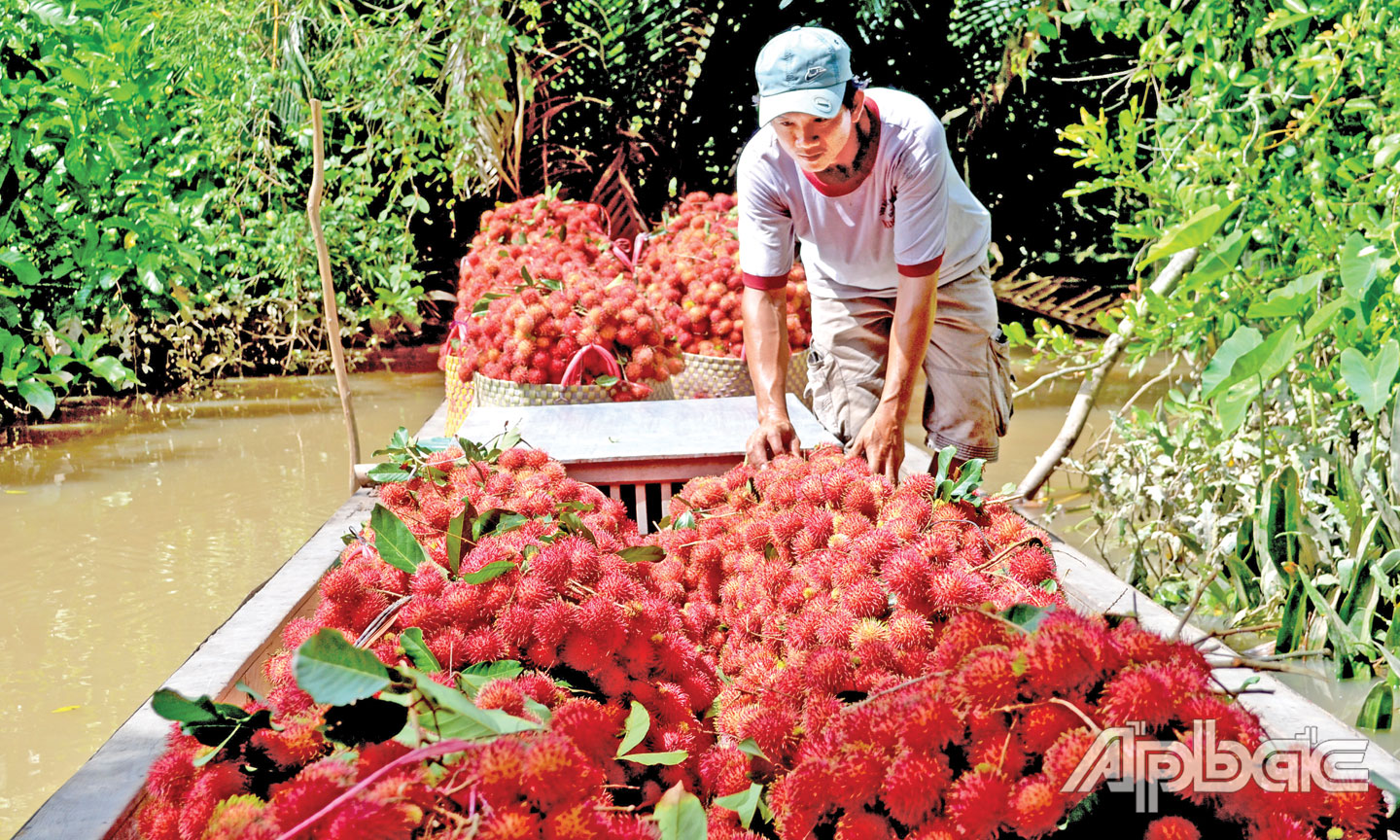Cù lao Tân Phong được nhiều người biết đến là “Vương quốc chôm chôm”. 