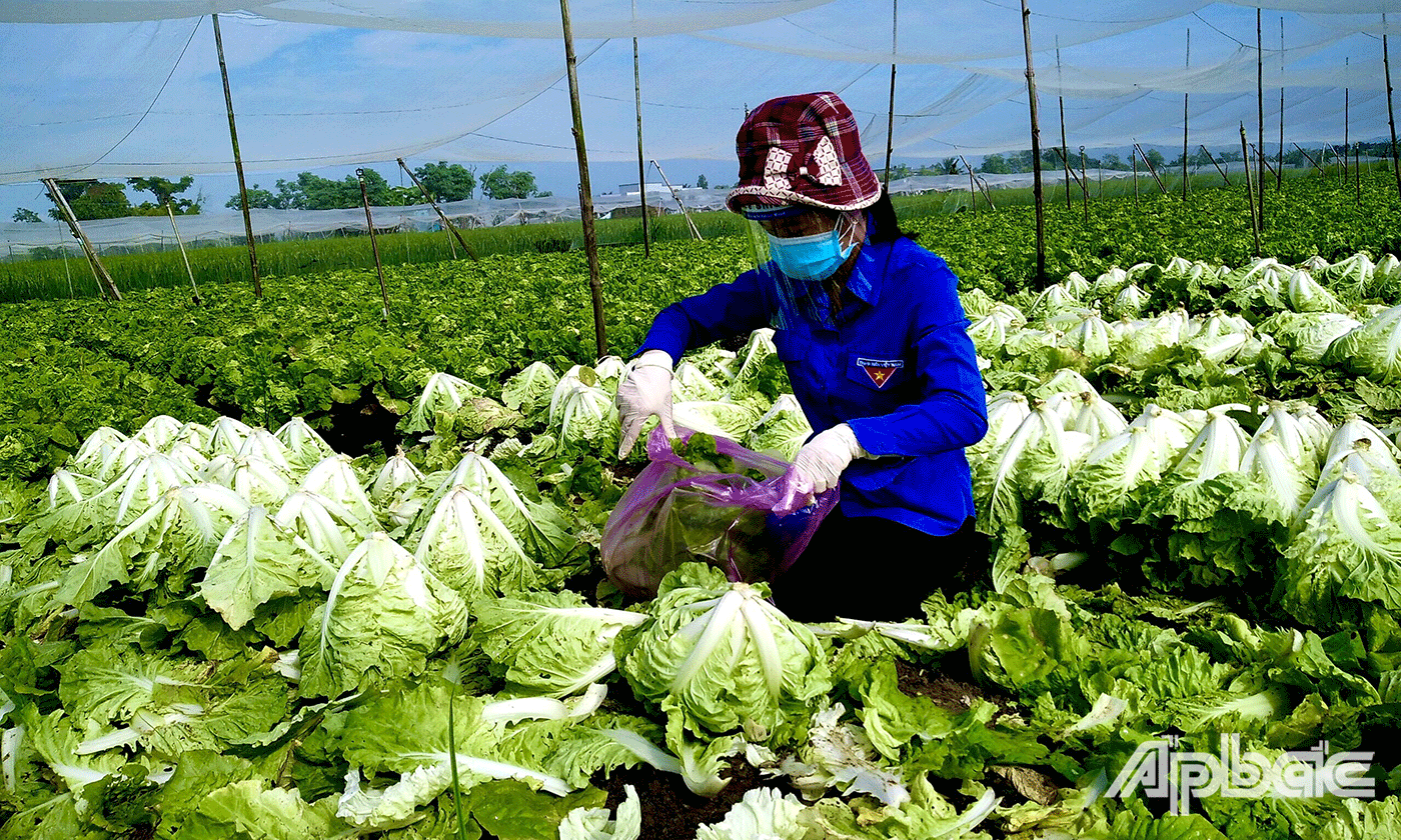 Tình nguyện viên hăng hái hỗ trợ người dân thu hoạch rau cải